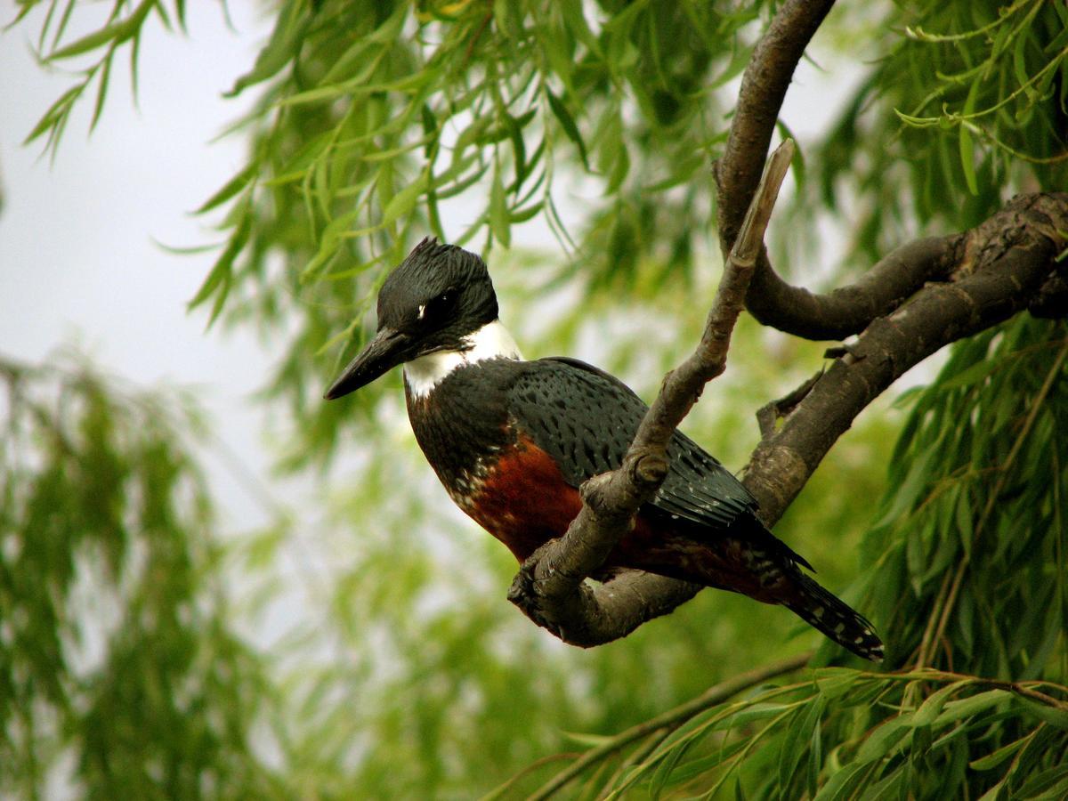 Refugio Las Raices มาลากาอวยโย ภายนอก รูปภาพ