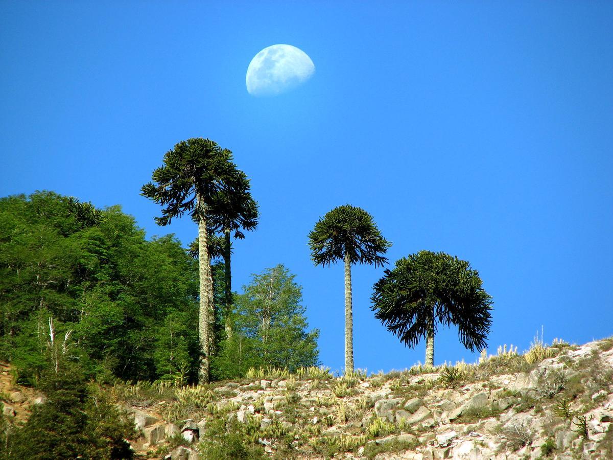 Refugio Las Raices มาลากาอวยโย ภายนอก รูปภาพ